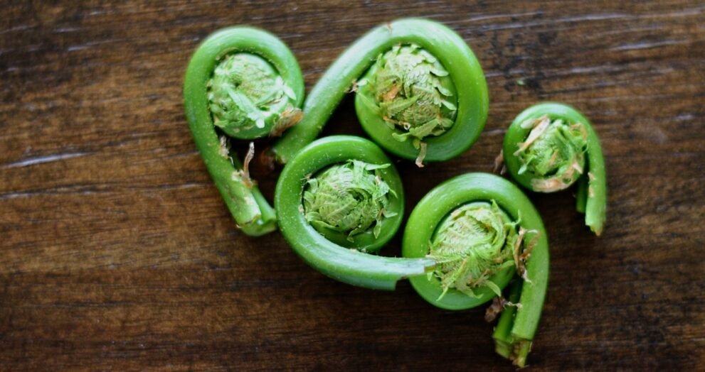 Fiddlehead Ferns Health Benefits