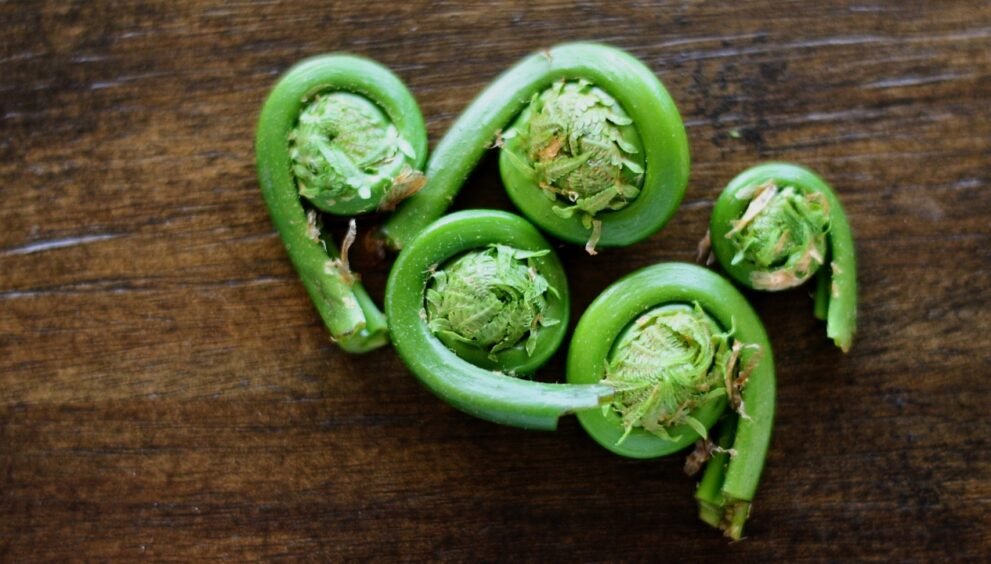 Fiddlehead Ferns Health Benefits