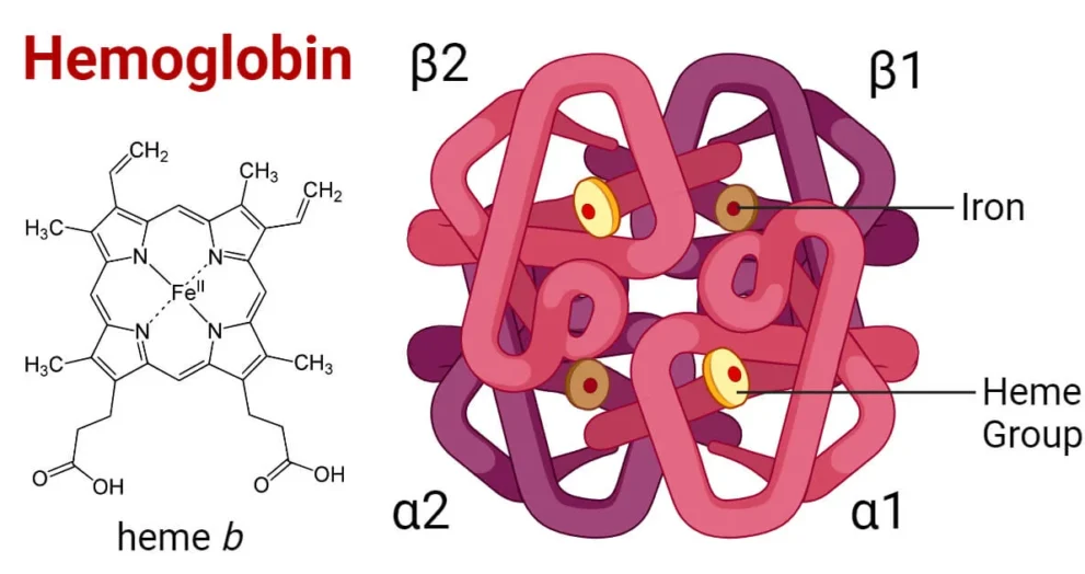 Hemoglobin A2