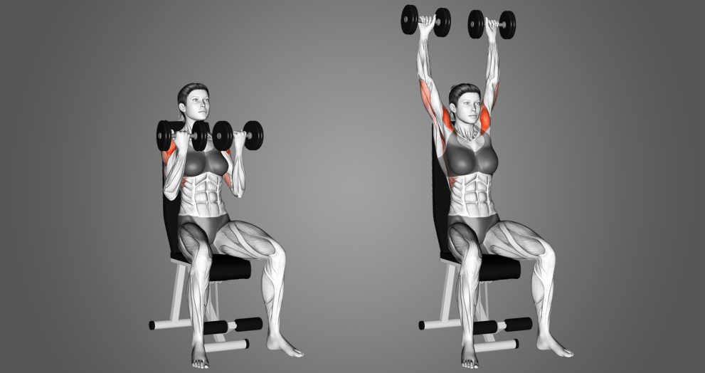 arnold press muscles worked