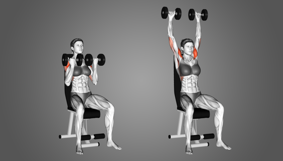 arnold press muscles worked