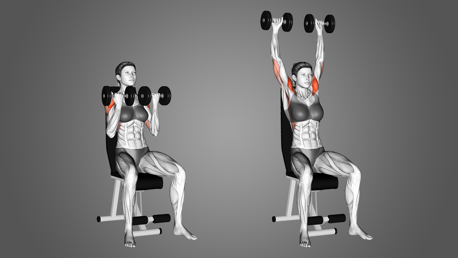 arnold press muscles worked