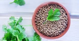 Health Benefits Cilantro Herb