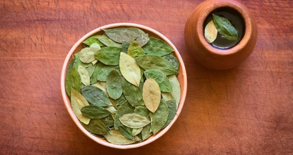 hoja de coca benefits