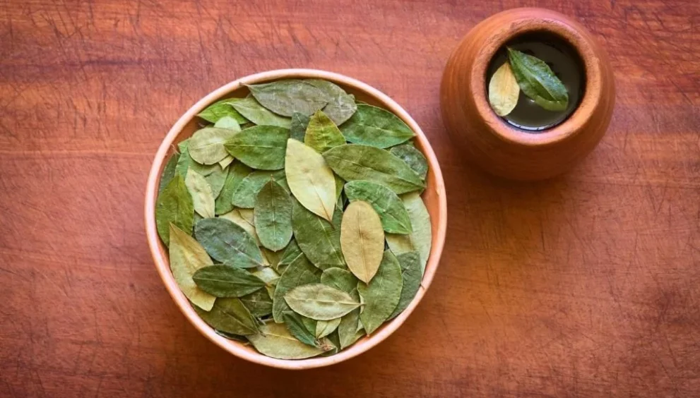 hoja de coca benefits
