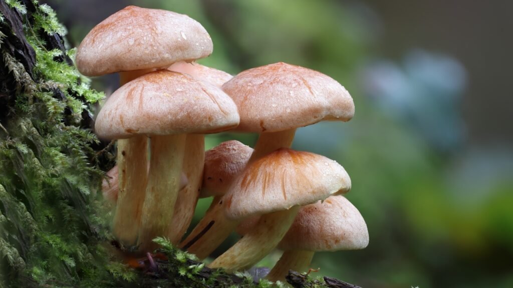is mushroom a veg