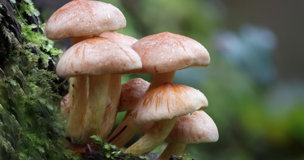 is mushroom a veg