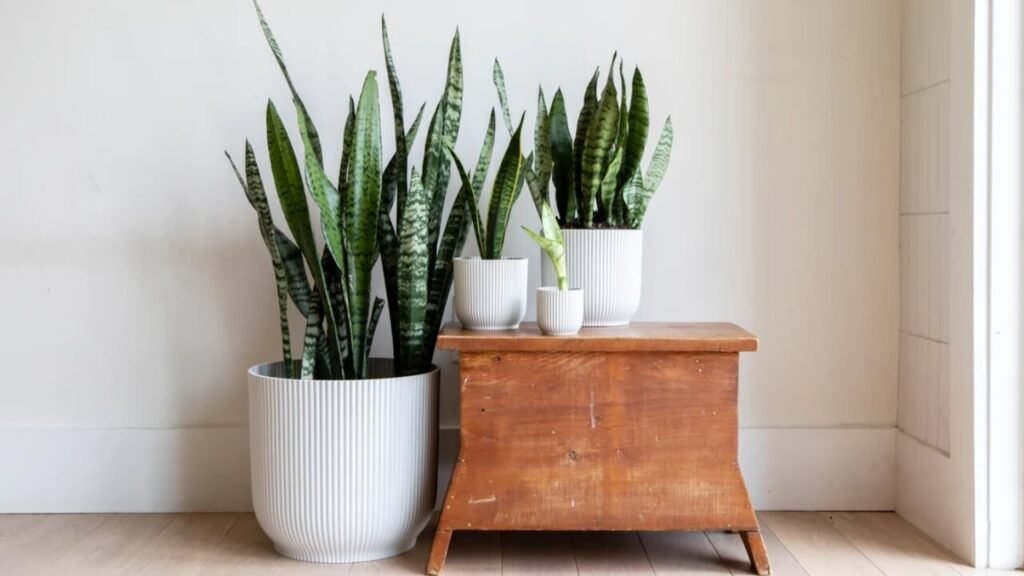 snake plant