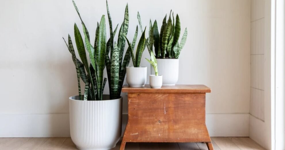 snake plant