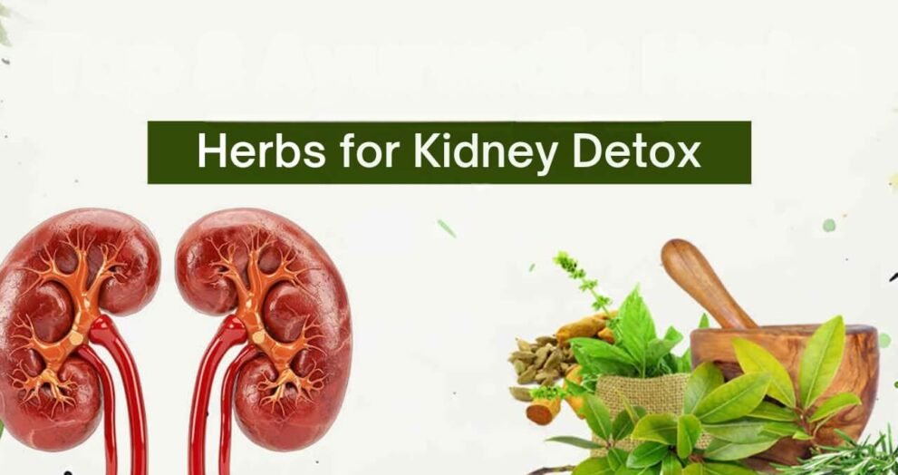 Best Herbs for Kidneys