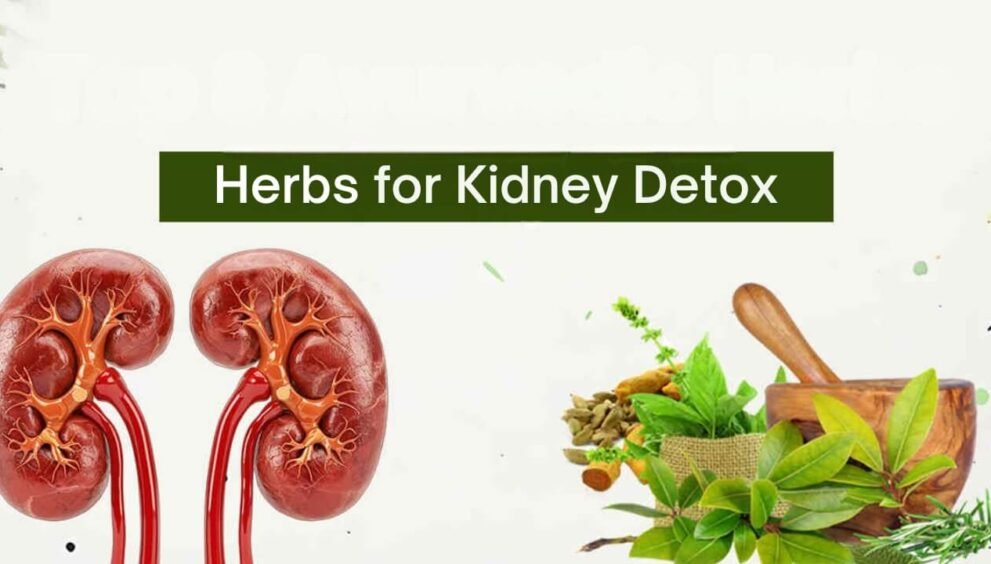 Best Herbs for Kidneys