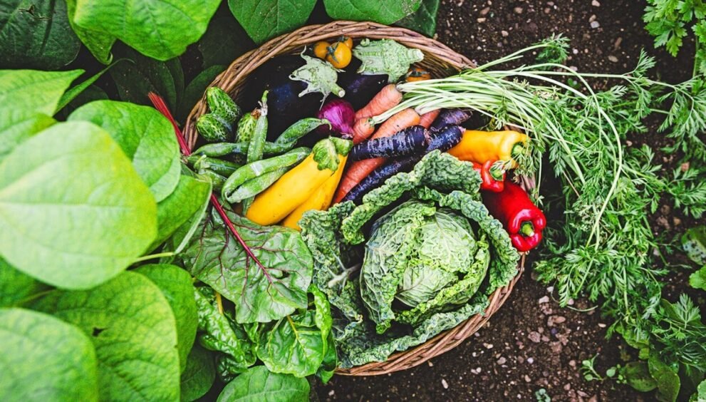 Veg Plants
