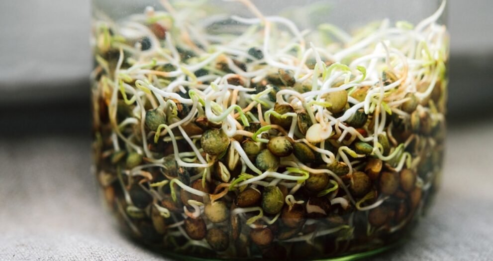 Lentil Sprouts
