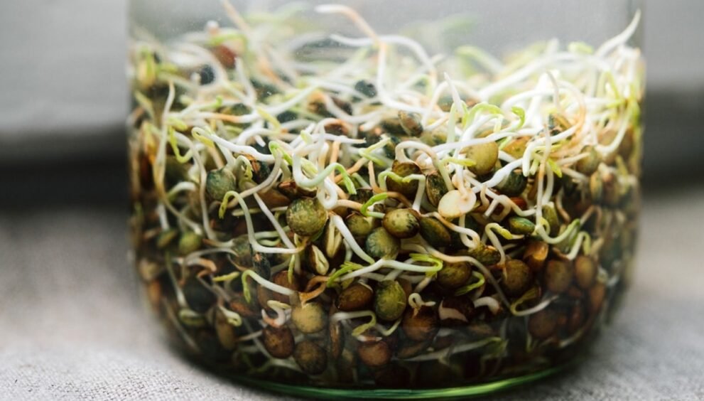 Lentil Sprouts